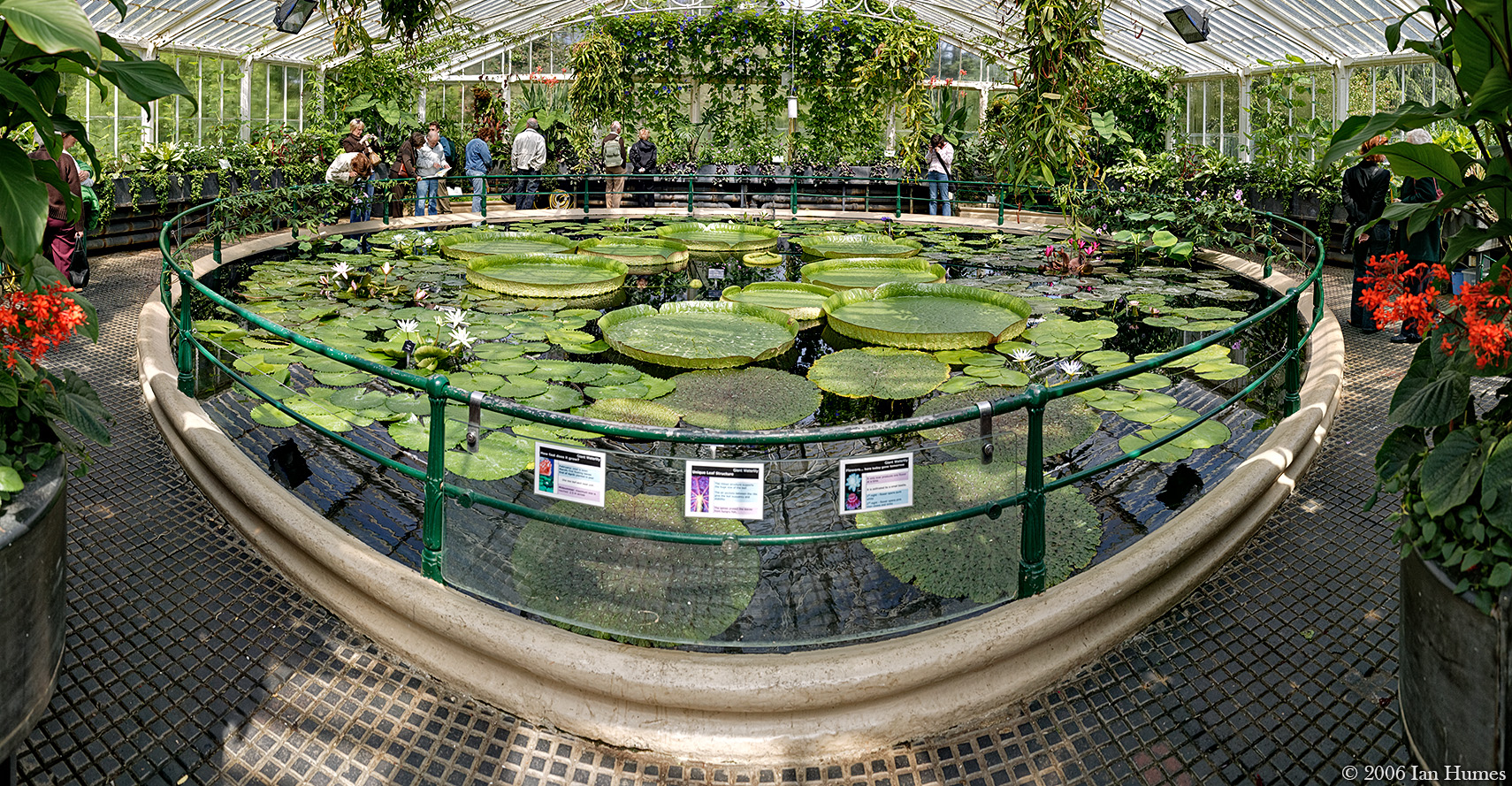 The Waterlily House